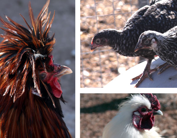 I went to Landmark Mercantile and took photos of chickens and hens for inspiration 